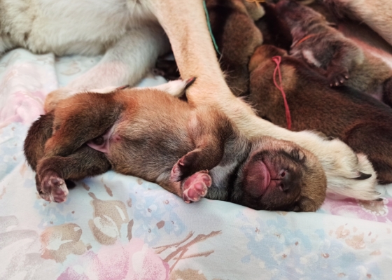 Finalmente sono arrivati i cuccioli di Nym e Arya - Gallery