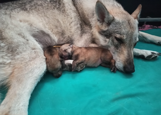 Finalmente sono arrivati i cuccioli di Nym e Arya - Gallery