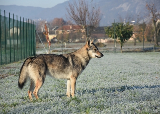 Ermione Vlčí démon - Gallery