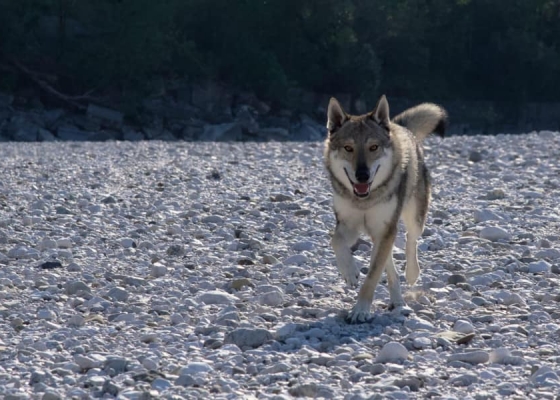 Goral della Favola del Lupo - Gallery